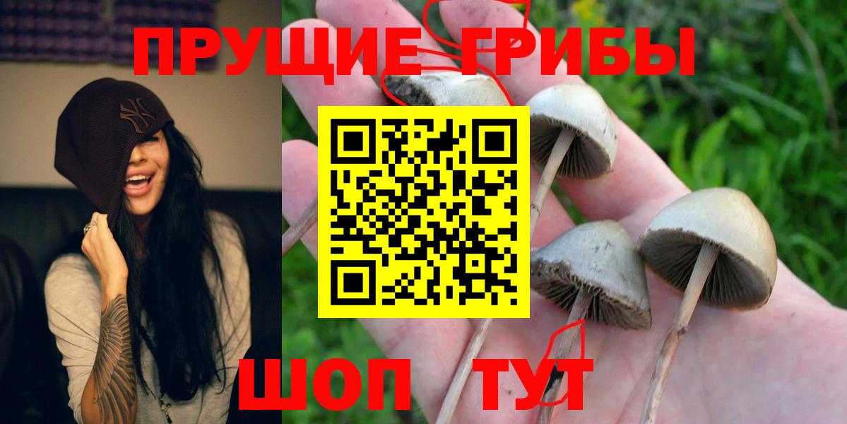 Псилоцибиновые грибы Psilocybe  Псилоцибиновые грибы Psilocybe  Вход с VPN  Кемерово 